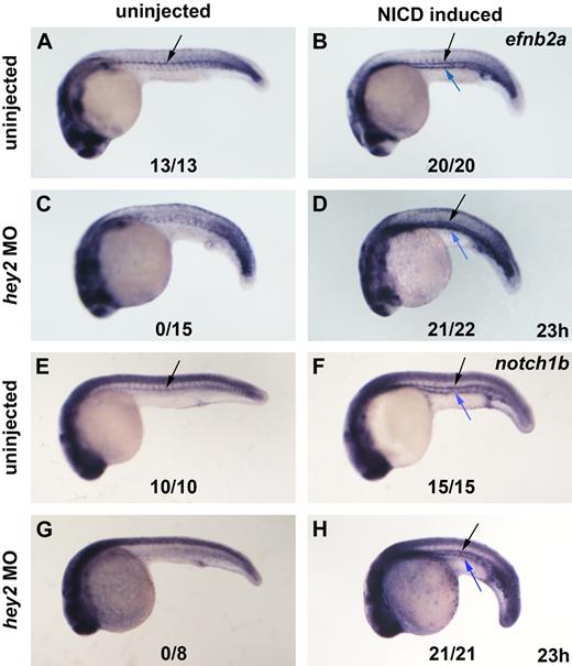 Figure 5. Notch signaling acts downstream of Hey2 in arterial gene expression. Hey2 morphants failed to express the arterial genes efnb2a and notch1b in the DA angioblast cord (A,C,E,G black arrow). Heat-shock–induced ubiquitous activation of the Notch pathway rescued efnb2a (D) and notch1b (H) expression in the DA of hey2 morphants and caused ectopic induction of arterial gene expression in all embryos analyzed (B,D,F,H blue arrow). All views of embryos are lateral, with anterior left and dorsal up. Numbers of embryos with arterial gene expression in the DA are given as a fraction of the number of embryos analyzed. All morphants were injected with 4 ng of hey2 MO.