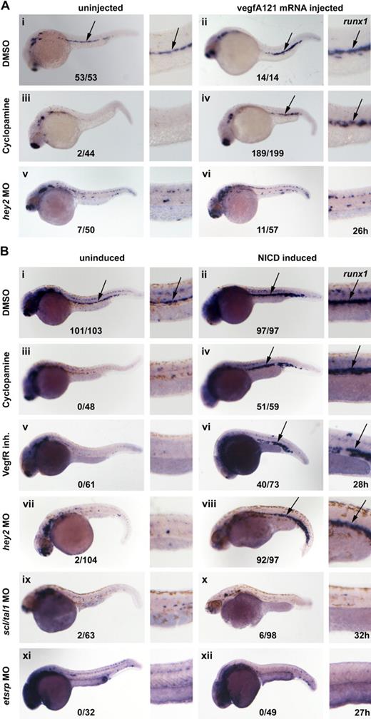 Figure 6. Hey2 acts upstream of Notch in HSC specification. (A) Expression of runx1 in the DA was lost in cyclopamine (100μM)-treated and hey2 (4 ng of MO)–morphant embryos (i,iii,v). Although 80 ng of vegfA mRNA expression convincingly rescued runx1 expression in cyclopamine-treated embryos (iv), it failed to do so in hey2 morphants (vi). Ectopic expression of runx1 was observed in 4/14 wt (ii) and in 75 of 199 cyclopamine-treated (iv) VegfAa121 mRNA-injected embryos. (B) Expression of runx1 in the DA was lost in cyclopamine-treated (iii; 100μM, treated from 9 hpf), VegfR inhibitor–treated (v; 5μM, treated from 9 hpf), hey2-morphant (vii; 4 ng), scl/tal1-morphant (ix; 5 ng), and etsrp-morphant (xi; 10 ng) embryos. Heat-shock–induced NICD expression at the 17s (17.5 hpf) stage caused ectopic expression of runx1 in control embryos (ii). Furthermore, it rescued and caused ectopic expression of runx1 in cyclopamine-treated (iv), VegfR inhibitor–treated (vi), and hey2-morphant (viii) embryos. By contrast, it failed to induce runx1 expression in tal1/scl-morphant (x) and etsrp-morphant (xii) embryos. All views of embryos are lateral, with anterior left and dorsal up. High-magnification images of the posterior trunk region of all embryos are provided. Numbers of runx1-expressing embryos are given as a fraction of the number of embryos analyzed. inh indicates inhibitor.