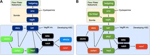 Figure 7. The gene regulatory network controlling the differentiation of developing HSC. (A) This diagram illustrates the position of hey2 within the gene regulatory network that controls arterial gene expression and HSC development during zebrafish embryogenesis. Genes shown in green are required for hey2 expression in the PLM at the 10s stage. Genes shown in blue are needed for maintenance of hey2 expression in the DA angioblast cord. Please note that our data neither clarify the position of individual Scl/Tal1 isoforms in the network relative to Hey2 nor provide insights into a specific late role of Scl/Tal1 in HSC formation. (B) This diagram illustrates whether or not runx1 expression can be rescued by activation of the Notch pathway in embryos that lack particular gene products. Loss of genes/gene products in green can be compensated by activation of the Notch pathway, whereas loss of genes/gene products in orange cannot. The diagram summarizes data from the present report and the literature.45 These data define a regulatory state, best described as early endothelial, that a cell needs to reach if it is to respond to a Notch signal by activating runx1 expression.