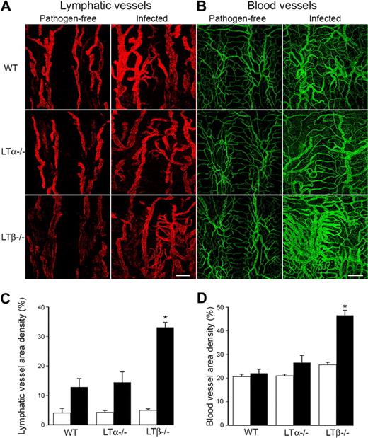 Figure 2. Increased lymphangiogenesis in LTβ−/− mouse tracheas after infection with Mycoplasma pulmonis. (A) LYVE-1+ lymphatic vessels (red) and (B) CD31+ blood vessels (green) increase in the tracheas of mice infected with M pulmonis. Scale bar is 200 μm (Zeiss 510 Confocal Microscope). (C) Quantification reveals a significant increase in lymphatic vessel density in the tracheas of LTβ−/− mice compared with both LTα−/− and WT mice (*P < .05). (D) A similar increase was noted in blood vessel density.