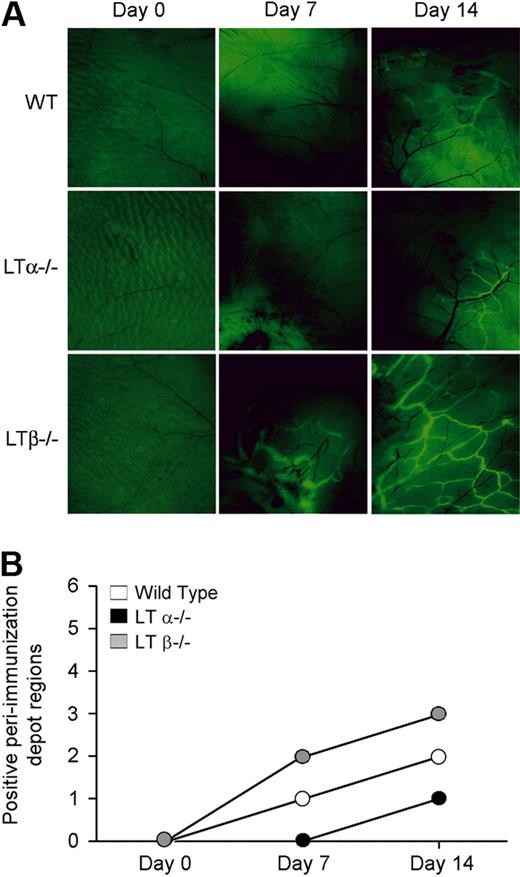 Figure 3. Increased lymphangiogenesis in LTβ−/− mouse skin after induction of inflammation. (A) Fluorescence microscopy of the site of immunization with ovalbumin and CFA after injection of FITC-conjugated nanoparticles reveals more prominent and extensive lymphatic vessel networks near immunization sites in LTβ−/− mice compared with LTα−/− and WT mice. Pale green at day 0 represents autofluorescence. Black blood vessels are apparent and even more obvious after immunization. Lymphatic vessels are bright green (6.5× objective). (B) More peri-immunization depot sites showed uptake of the nanoparticles by lymphatics in LTβ−/− than WT and LTα−/− mice (n = 3 per group with total of 6 depot regions per group).