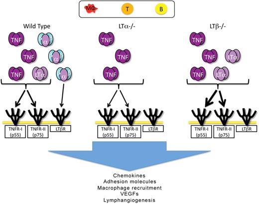 Figure 7. Working model of the roles of the LT/TNF family members in lymphangiogenesis in inflammation. The putative cellular origin of cytokines of the LT/TNF family is indicated at the top of the figure. In WT mice, all forms of the cytokines are indicated: TNFα3, LTα3, and LTα1β2. LTα2β1 is not included in the figure. The receptors for the various forms of the cytokines are indicated. LTα−/− mice produce only TNFα3. Even though these mice make LTβ mRNA, no protein is assembled on the cell surface due to the requirement of LTα for the cell surface expression of LTβ. TNFα3 and LTα3 are produced in LTβ−/− mice. The absence of LTβ allows more LTα to assemble as the LTα3 homotrimer, and is an explanation for the more intense inflammation in the absence of LTβ. TNFα3 and LTα3, working through the TNF receptors induce chemokines and inflammatory vascular adhesion molecules that then induce the accumulation of additional cells that can produce factors, such as VEGFs capable of inducing lymphangiogenesis. It is also possible that LTα3 and TNFα3 induce VEGFs directly from stromal cells and could also have direct effects on lymphatic endothelial cells.