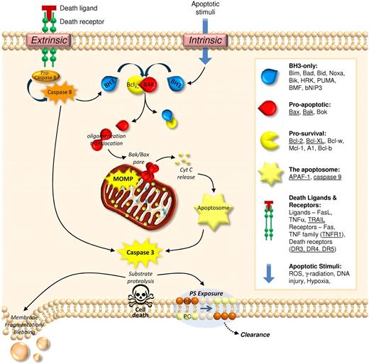 Figure 1. Mechanisms of apoptotic cell death. Cell death via apoptosis can be triggered in defective or unwanted cells via extrinsic or intrinsic means. Ligation of death receptors (extrinsic pathway) leads to the activation of caspase 8, which in turn activates the executioner caspase, caspase 3. Activation of caspase 3 is either direct, or mediated via ‘activation’ of BH3-only proteins. These latter proteins bind to prosurvival Bcl-2 family proteins, releasing their hold on proapoptotic Bcl-2 proteins (Bak/Bax) and allowing them to form pores within the outer mitochondrial membrane, thus causing mitochondrial outer membrane permeabilization (MOMP). The release of cytochrome c (CytC) from the mitochondrial intermembrane space leads to assembly of the apoptosome, leading to caspase 3 activation and substrate proteolysis. Subsequent exposure of phosphatidylserine (PS) provides a major clearance signal for phagocytes. Activation of the intrinsic apoptotic pathway through exposure to radiation, hypoxia, DNA damage or reactive oxygen species (ROS) results in direct activation of BH3-only proteins, with eventual caspase 3 activation. Note: Underlined are the elements of the apoptotic machinery identified in platelets thus far.