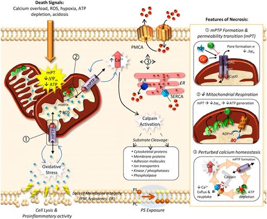 Figure 2. Mechanisms of necrotic cell death. Necrotic cell death is initiated by numerous cell insults that include calcium overload, excessive ROS production, hypoxia, ATP depletion, or acidosis. A central feature of necrotic cell death is the rapid loss of mitochondrial membrane potential (Δψm), otherwise known as the permeability transition (mPT). mPT is facilitated by the formation of a mitochondrial permeability transition pore (mPTP) traversing the inner and outer mitochondrial membranes (inset 1). Opening of the mPTP allows small ions and metabolites to permeate freely across the inner mitochondrial membrane, essentially shutting down the proton gradient necessary for ATP generation (inset 2). mPT results in the inability of the mitochondria to maintain electrochemical potential, resulting in an increased mitochondrial matrix volume and organelle swelling (and eventually rupture). mPT is catalysed by the inner mitochondrial protein cyclophilin D (CypD; inset 1), with deficiency of this protein leading to resistance to necrosis (but not apoptosis). Another consequence of mitochondrial dysfunction is an increased production of mitochondrial reactive oxygen species (ROS), which when released facilitates mPTP formation as well as damage to DNA and proteins, as well as oxidative modification of lipid components of organelle and plasma membranes. A major instigator of mPTP formation is perturbed calcium homeostasis (inset 3). Many of the channels linked to the control of intracellular Ca2+ levels, including the Plasma Membrane ATPase (PMCA) and the Sarcoplasmic Endoreticulum Ca2+ ATPase (SERCA), are ATP-dependent, such that after an initial Ca2+ insult the subsequent mitochondrial damage and ATP depletion exacerbate elevated intracellular Ca2+ levels. Moreover, elevated intracellular calcium activates proteases such as calpain, leading to the degradation of PMCA, further perturbing calcium homeostasis.