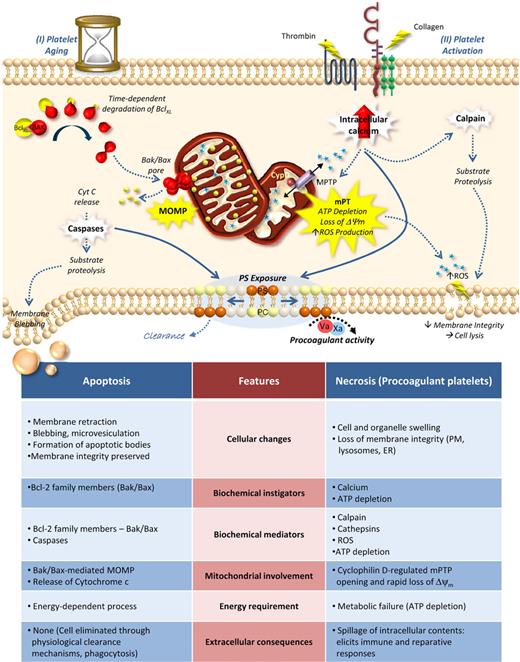 Figure 3. Cell death pathways in platelet biology. Many of the features of apoptotic and necrotic cell death (see bottom table) are common to platelets. (I) Platelet aging: Recent studies have demonstrated an important role for Bak/Bax-mediated apoptosis in control of platelet lifespan. In this model, anucleate circulating platelets possess finite amounts of BclXL, Bak, and Bax. With no significant means for further protein translation, the cellular levels of BclXL decline over time, at a rate faster then their proapoptotic counterparts. After 7 to 10 days, this results in the release of Bak/Bax, the formation of Bak/Bax pores in the outer membrane of the mitochondria, and eventual MOMP. This triggers the typical intrinsic apoptotic cascade including cytochrome c (Cyt C) release, caspase activation and substrate proteolysis, resulting in proteolytic destruction of the cell, membrane blebbing/vesiculation and phosphatidylserine (PS) exposure (II) In contrast, potent activation of platelets by thrombin and collagen leads to the formation of a platelet phenotype consistent with necrosis. Potent activation leads to sustained elevated cytosolic calcium, mitochondrial calcium overload, and formation of the mitochondrial permeability transition pore (MPTP). This facilitates the mitochondrial permeability transition (mitochondrial membrane depolarization, Δψm), ATP depletion and excess production of reactive oxygen species (ROS), facilitated by the mitochondrial inner membrane protein cyclophilin D (CypD). Additional consequences of mitochondrial injury include sustained elevated calcium, calpain activation, PS exposure and loss of plasma membrane integrity. Functionally, platelets undergoing necrosis possess both procoagulant and proinflammatory characteristics.