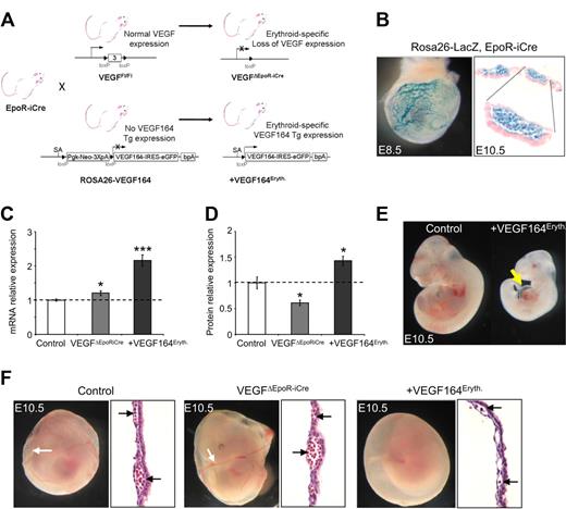 Figure 1. Erythroid-specific Vegf expression modulation. (A) Strategy used to conditionally express the Vegf164 isoform from the ROSA26 locus or to delete all vascular endothelial growth factor (Vegf) isoforms specifically in the erythroid lineage. (B) ROSA26-LacZ reporter analysis of whole-mount X-gal stained embryonic day E8.5 embryo and sections from X-Gal stained blood island of E10.5 yolk sac (magnification: top right panel, 200×; bottom right panel, 400×) showing X-gal staining limited to circulating erythroid-lineage cells. (C) Relative Vegf mRNA levels measured by quantitative reverse-transcription–polymerase chain reaction (qRT-PCR) in E10.5 yolk sacs. (D) Vegf protein levels measured by enzyme-linked immunosorbent assay (ELISA) in E10.5 yolk sac. Bars represent mean ± SEM; *P < .05, ***P < .001. (E) Constitutive erythroid Vegf overexpression in +Vegf164Eryth mice leads to heart edema (arrow) at E10.5. (F) Embryonic phenotypes of erythroid-specific VEGF164 expression modulation. Control embryo (left), VegfΔEpoR-iCre embryo (middle), +VEGF164Eryth embryo (right). Erythroid Vegf overexpression leads to red blood cell (RBC) deficiency in yolk sacs by E10.5 compared with control and VEGFΔEpoR-iCre embryos (black arrows). Sections of E10.5 yolk sac are represented and black arrows show circulating cells (magnification, 200×).