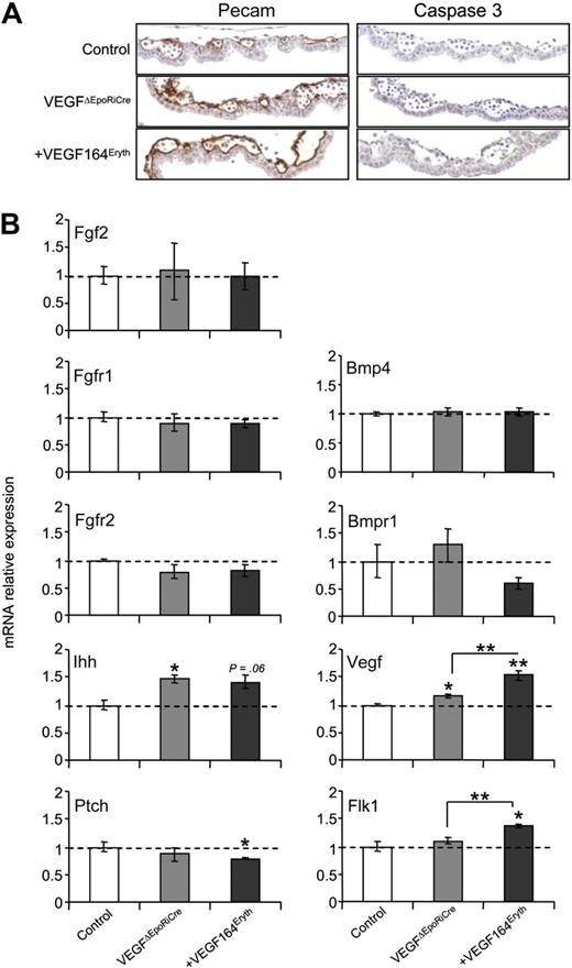 Figure 2. Effect of erythroid Vegf overexpression on vasculature and environment. (A) E9.5 yolk sac Pecam (left) vessel and Caspase-3 (right) apoptosis immunohistochemistry staining analysis (magnifications, 200×). (B) Relative mRNA levels of key growth factor receptors and ligands measured by q-RT-PCR in E8.5 yolk sacs. Bars represent mean ± SEM; *P < .05, **P < .01.