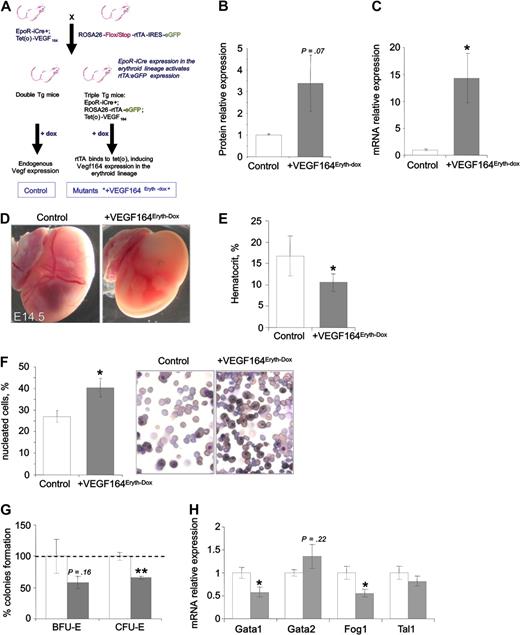Figure 5. Erythroid-specific Vegf164 overexpression affects fetal liver erythropoiesis. (A) Breeding scheme to generate +VEGF164Eryth-Dox embryos expressing the inducible transcriptional activator rtTA and EGFP constitutively in erythroid cell lineages. Only upon doxycycline administration is Vegf overexpressed via the activation of tet(o)-responsive element by rtTA. Control embryos were littermates lacking the tet(o)-Vegf164 or the EpoR-iCre transgene but receiving doxycycline. (B-C) Relative Vegf mRNA levels measured by qRT-PCR (B) and protein levels measured by ELISA (C) in E14.5 fetal livers after 2 days of doxycycline treatment. (D-F) Doxycycline-induced Vegf164 expression after 2 days of treatment leads to (D) decreased RBCs in the yolk sac, (E) decreased hematocrit, and (F) increased numbers of nucleated RBC progenitors in peripheral blood smears (magnification, 400×) in E14.5 embryos. (G) Definitive erythroid colonies (BFU-E and CFU-E) from E14.5 fetal livers of control and +VEGF164Eryth-Dox measured by methylcellulose assay after 2 days of doxycycline treatment. Cells (2 × 104) were plated and results are given as percentage to control absolute number of colonies (100%). (H) Relative Gata1, Gata2, Fog1, and Tal1 mRNA levels measured by qRT-PCR in E14.5 fetal livers. Bars in panels B and C and E through H represent mean ± SEM; *P < .05, **P < .01.