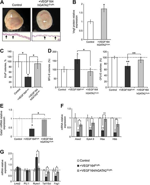 Figure 6. Rescue of erythropoiesis by ROSA26-based hGata2 expression. (A) Phenotypes of +Vegf164/hGata2Eryth embryos. White arrows show RBCs in E10.5 yolk sac blood vessels. Sections of E10.5 yolk sac are represented and black arrows show circulating RBCs cells in yolk sac vasculature (magnification, 200×). (B) Vegf relative protein levels measured by ELISA in E10.5 yolk sac. (C) Primitive erythroid colonies (EryP) from E8.5 whole control (- - -), +Vegf164Eryth (), and +Vegf164/hGata2Eryth () embryos measured by methylcellulose assays. Results are given as percentage of control absolute number of colonies (100%). (D) Definitive erythroid colonies (BFU-E and CFU-E) from E10.5 control (▭), +VEGF164Eryth (), and +Vegf164/hGata2Eryth () yolk sac measured by methylcellulose assay. Cells (1 × 105) were plated and results are given as percentage of control absolute number of colonies (100%). (E-G) E10.5 yolk sac relative mRNA levels measured by qRT-PCR of (E) Gata1, (F) Gata1 target genes Alas2, Epb4.9, Hba and Hbb, and (G) transcription factors LMO2, PU.1, RUNX1, TAL1, and FOG1. Bars in panels B through H represent mean ± SEM; *P < .05, **P < .01, ***P < .001.