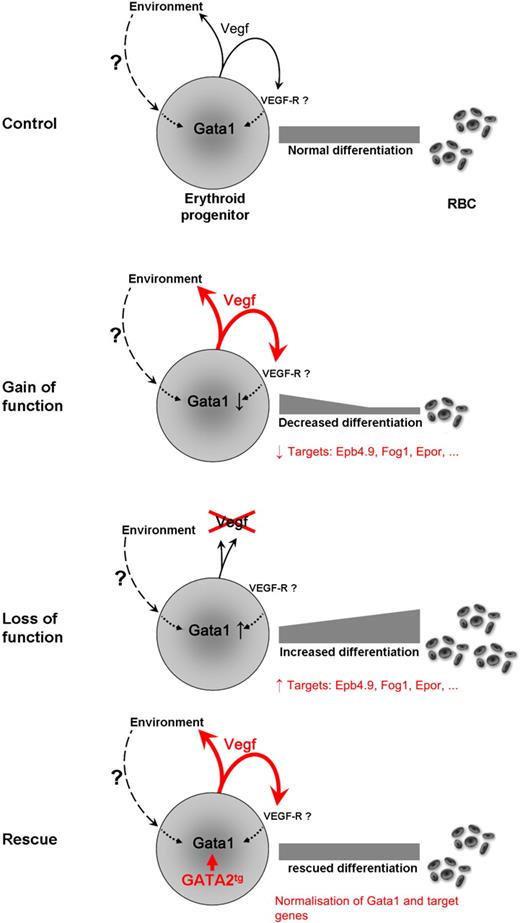 Figure 7. Model of Vegf regulation of embryonic erythroid development through Gata1 modulation. Development of erythropoiesis profiles are shown from progenitor cells to the terminally differentiated erythrocytes or RBCs (gray bars). Alteration of erythroid Vegf levels lead to cell intrinsic effects on Gata1 expression levels and key transcriptional targets. Expression of Gata2 transgene specifically in erythroid cells can overcome both the decrease of Gata1 expression and the block in erythroid cell differentiation, induced by Vegf overexpression. Modulation of Vegf levels within the erythroid lineage can also modulate the environment and indirectly affect developmental erythropoiesis through the altered secretion of growth factors such as paracrine Vegf, Ihh, Epo, and potentially other as yet unidentified factors.
