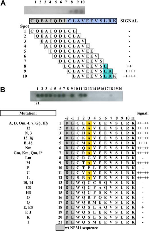 Figure 2. Epitope mapping and non-A mutant reactivity. (A) Top blot: Dot-blot hybridization of the T26 mAb onto overlapping 10-amino acid peptides (with an offset of one amino acid) spanning the used immunogen. Lower diagram: Schematic representation of the corresponding peptide sequence and T26 mAb binding. Blue represents the common part of the peptides recognized by the antibody. (B) Non-A mutant reactivity. Top blot shows dot-blot hybridization of the T26 mAb onto 21 13-amino-acid peptides containing the unique sequence of the known non-A NPM1 mutants. (Bottom diagram) Schematic representation of the corresponding peptide sequence and T26 mAb binding. Yellow represents the alanine residue at position +3.