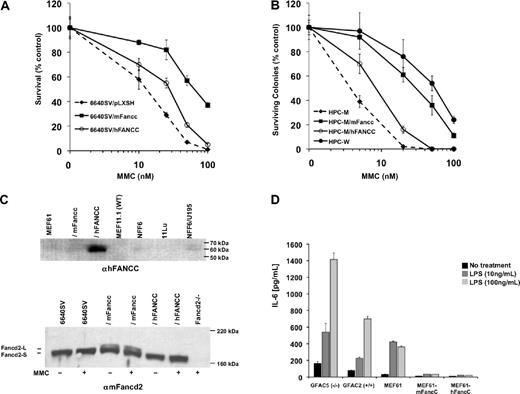 Figure 2. Human FANCC fails to complement DNA repair defects in Fancc-deficient cells but is sufficient for suppression of cytokine production. (A) Survivals of transformed Fancc-deficient tongue epithelial cells (6640SV/pLXSH) transduced with hFANCC (6640SV/hFANCC) or mFancc (6640SV/mFancc) and treated with MMC for 5 days (mean ± SD from one similar experiment of 3 performed in triplicate). 6640SV/hFANCC cells were significantly more sensitive to MMC than 6640SV/mFancc cells (P < .001; ANOVA). 6640SV/hFANCC cells were significantly more resistant to MMC than 6640SV cells (P < .001; ANOVA). (B) Colony assays of Fancc−/− hematopoietic progenitor cells (HPC-M) transduced with hFANCC (HPC-M/hFANCC) or mFancc (HPC-M/mFancc) and treated with MMC for 7 days (mean ± SD from one similar experiment of 2 performed in triplicate). HPC-M/hFANCC cells were 3-fold more sensitive to MMC than HPC-M/mFancc cells (P < .001; ANOVA), 6-fold more sensitive than wild-type cells (HPC-W; P < .001; ANOVA), and 3-fold more resistant to MMC than untransduced cells (HPC-M; P < .001; ANOVA). Transduction efficiencies of hFANCC/mFancc were measured by polymerase chain reaction with primers directed against green fluorescence protein and were similar (74% vs 79% for hFANCC and mFancc, respectively). (C) Immunoblots of fibroblast (top) or tongue epithelial (bottom) cell lines treated ± 150nM MMC for 24 hours. Lysates were blotted with either anti-FANCC antibody (top) or anti-Fancd2 antibody (bottom). (Top) Lanes 5 to 7 (NFF6, 11Lu, and NFF6/U195) represent normal human fibroblasts. The expression of hFANCC in transduced-murine fibroblasts (MEF61/hFANCC; lane 3) was more than 8-fold higher (by comparative densitometric analysis of lanes 3 and 7) than the level of expression required for a normal MMC response. WT indicates wild-type. (Bottom) Fancd2-L indicates mono-ubiquitinated Fancd2; and Fancd2-S, nonubiquitinated Fancd2. Fancd2−/− cells were isolated from Fancd2-deficient mice. (D) Primary (GFAC5 and 2) and transformed MEFs (MEF61) were treated with indicated concentrations of LPS for 24 hours. IL-6 secretion was measured in the supernatants by ELISA (mean ± SD from one similar experiment of 3 performed in triplicate). Fancc-deficient MEFs produced significantly higher levels of IL-6 than wild-type or transduced cells (P < .001 for both cell types).