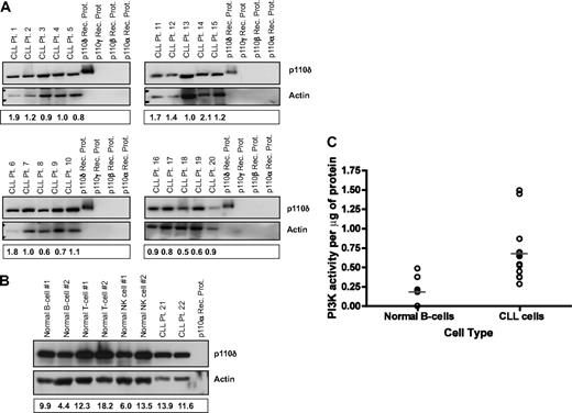 Figure 1. p110δ is expressed abundantly in CLL cells. (A) CD19+ cells from patients with CLL (n = 20) were examined for p110δ expression by immunoblot. (B) CD19+ normal B cells, CD3+ normal T cells, CD56+ normal NK cells, and CD19+ cells from patients with CLL (n = 6 each) were examined for p110δ expression by immunoblot. (C) CD19+ cells from patients with CLL (n = 12) and from normal donors (n = 7) were examined for PI3K activity. Horizontal lines represent the mean. Results were calculated relative to microgram of protein.