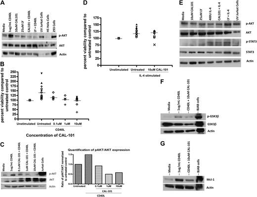 Figure 6. CAL-101 antagonizes CD40-CD40L–mediated CLL cell survival. (A) CD19+ cells from patients with CLL (n = 4) were incubated with 10μM CAL-101 and 1μg/mL CD40L for 2 hours. AKT phosphorylation at Ser473 was assessed by immunoblot. Results are shown from 1 of 4 experiments. (B) CD19+ cells from patients with CLL (n = 5-18) were incubated with or without various doses of CAL-101 and 1μg/mL CD40L for 48 hours. Viability was determined by annexin/PI flow cytometry and is shown relative to time-matched untreated controls. Horizontal lines represent the mean. (C) CD19+ cells from CLL patients (n = 3) were incubated with various concentrations of CAL-101 and 1μg/mL CD40L for 2 hours. AKT phosphorylation at Ser473 was assessed by immunoblot. Results are shown from 1 of 3 experiments. Quantification was done with the Alpha Innotech FluorChemQ MultiImage III system. (D) CD19+ cells from patients with CLL (n = 20) were incubated with or without 10μM CAL-101 and 800U/mL IL-4 for 48 hours. Viability was determined by annexin/PI flow cytometry and is shown relative to time-matched untreated controls. Horizontal lines represent the mean. (E) CD19+ cells from patients with CLL (n = 4) were incubated with or without 10μM CAL-101 (or 25μM LY294002) and 800U IL-4 for 2 hours. Western blot analysis was done to detect activation of AKT (phosphorylation at Ser473) or STAT3 (phosphorylation at Tyr705). Results are shown from 1 of 4 experiments. (F) CD19+ cells from patients with CLL (n = 3) were incubated with 10μM CAL-101 and 1μg/mL CD40L for 2 hours. GSK3β phosphorylation at Ser9 was assessed by immunoblot. Results are shown from 1 of 3 experiments. (G) CD19+ cells from patients with CLL (n = 3) were incubated with 10μM CAL-101 and 1μg/mL CD40L for 2 hours. Mcl-1 expression was assessed by immunoblot. Results are shown from 1 of 3 experiments.