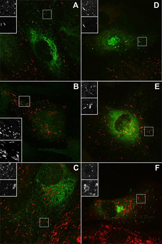 Figure 1. The tPA organelle lacks endogenous VWF, P-selectin, and CD63. (A-C) Representative examples of individual HUVECs labeled with a specific antibody to tPA (green and top panels of grayscale inserts) and VWF (A), P-selectin (B), or CD63 (C) (red and bottom panel of grayscale inserts). (D-F) EGFP fluorescence (green and top panels of grayscale inserts) in cells expressing tPA-EGFP (24 hours after Nucleofection) and counter-labeled with specific antibodies to VWF (D), P-selectin (E), or CD63 (F) (red and bottom panel of grayscale inserts).