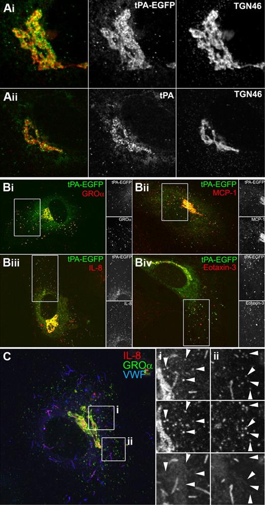 Figure 3. The tPA-EGFP organelle and type-2 organelle are the same. (A) Representative confocal images of the Golgi region of transfected cells expressing tPA-EGFP (Ai; EGFP fluorescence green in color-merged panel) or nontransfected cells labeled for endogenous tPA immunoreactivity (Aii; green in color-merged panel, cells were exposed to 3mM Na butyrate, 24 hours to up-regulate endogenous tPA expression levels13) and counterstained with a specific antibody to TGN46 (red in color-merged panels). (B) Cells stained for endogenous GRO-α (i), MCP-1 (ii), IL-8 (iii), or eotaxin-3 (iv) immunoreactivity (red in color-merged images) in cells expressing tPA-EGFP (EGFP fluorescence green in color-merged images). Regions indicated by the white boxes are shown in grayscale to the right of each image. Cells were pretreated with IL-1β (GRO-α, MCP-1, and IL-8) or IL-4 (eotaxin-3) as described in “Stimulation protocols and ELISAs.” (C) IL-8 (red and top panels in grayscale images), GRO-α (green and middle panels in grayscale images), and VWF (blue and bottom panels in grayscale images) immunoreactivity in an IL-1β-pretreated cell. The white boxes indicate regions shown in grayscale to the right of the color image.