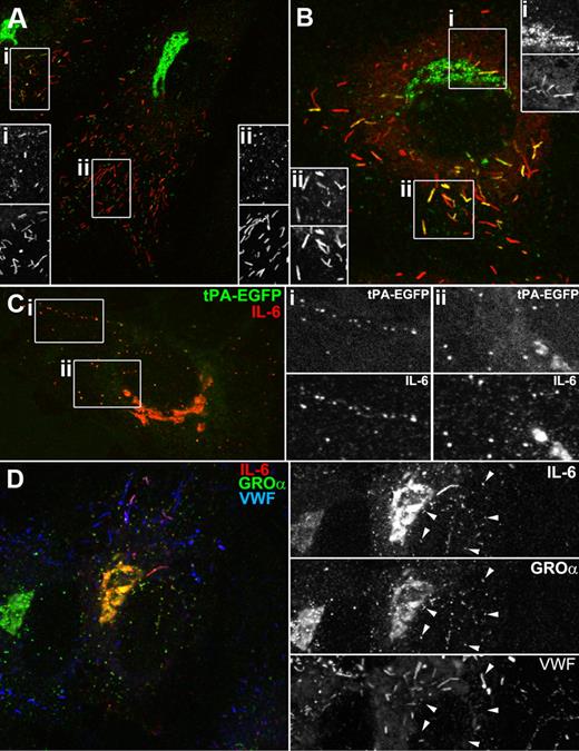 Figure 4. IL-6 is present in the tPA-EGFP organelle and WPBs in IL-1β–treated cells. (A-B) Examples of single cells labeled for endogenous IL-6 (green in color-merged panels) and endogenous VWF immunoreactivity (red in color-merged panels). (C) Endogenous IL-6 immunoreactivity (red in color-merged image) in a cell expressing tPA-EGFP (EGFP fluorescence green in color-merged image). Regions indicated by the white boxes are shown in grayscale to the right of each image. (D) Endogenous IL-6 (red and top panel in grayscale images), GRO-α (green and middle panel in grayscale images), and VWF (blue and bottom panel in grayscale images) immunoreactivity in an IL-1β-pretreated cell.