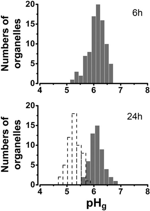 Figure 6. pH in the tPA-EGFP-containing granule. (Top panel) Distribution of pH in tPA-EGFP containing puncta, determined from measurements of individual tPA-EGFP puncta using the NH4Cl pulse technique11 6 hours after Nucleofection (mean pH; pH 6.10 ± 0.32, n = 89 organelles, 11 cells). (Bottom panel) Similar data obtained 24 hours after Nucleofection (mean pH; pH 6.11 ± 0.25, n = 52 organelles, 4 cells). The distribution of pH within individual mature WPBs containing tPA-EGFP is shown as a histogram with dashed lines (mean pH; pH 5.27 ± 0.23, n = 56 organelles, 10 cells). Intragranule pH was determined as described in “pH in the tPA organelle.”