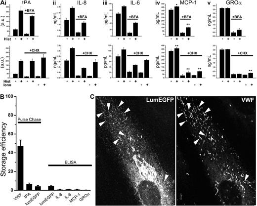 Figure 7. BFA- and CHX-insensitive stimulated secretion and storage efficiency of tPA and cytokines in HUVECs. (A) Top panels: Histamine-stimulated secretion of tPA (i), IL-8 (ii), IL-6 (iii), MCP-1 (iv), and GRO-α (v) in the absence (BFA vehicle, 1 hour) or after BFA treatment (1 hour) as indicated. Cells were pretreated for 24 hours with either 3mM Na-butyrate (i) or 1 ng/mL rhIL-1β (ii-v) before experiments. Bottom panels: Histamine- or ionomycin-stimulated secretion of tPA and the cytokines in control (CHX vehicle for 24 hours) or CHX-treated (24 hours) cells as indicated. Na-butyrate or rhIL-1β was included in the media during CHX treatment. Data shown in each case are an individual experiment, carried out in triplicate, and are representative of 3 or 4 replicate experiments. *P < .05. **P < .001. (B) Storage efficiency for VWF, tPA, and lumEGFP determined by pulse-chase methodologies and for lumEGFP, IL-8, IL-6, MCP-1, and GRO-α determined by specific ELISA methodologies as indicated. Pulse-chase data in each case are the mean of 2 experiments each carried out in triplicate. Error bars represent the range of the duplicate values. ELISA data are the mean of 3 or 4 separate experiments carried out either in triplicate (LumEGFP) or in duplicate (the cytokines). (C) lumEGFP fluorescence (left panel) and VWF immunoreactivity (right panel) in a cell 48 hours after Nucleofection with lumEGFP. Arrowheads indicate lumEGFP-positive WPBs.