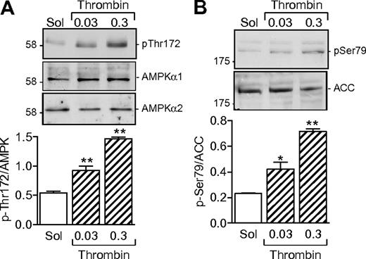 Figure 1. AMPKα subunit expression in human platelets and effect of thrombin. (A) Expression of AMPKα1 and AMPKα2 in washed human platelets and the effect of thrombin (0.03 or 0.3 U/mL, 10 minutes) on AMPK phosphorylation of Thr172. (B) Effect of thrombin on the phosphorylation of ACC on Ser79. The bar graphs summarize data from 4 independent experiments; *P < .05 and **P < .01 vs solvent (Sol)–stimulated platelets.