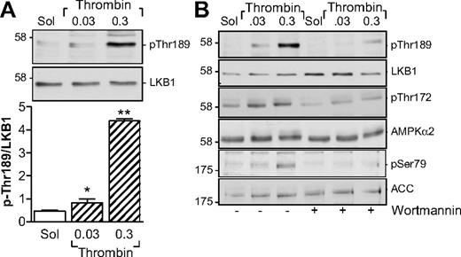 Figure 2. Parallel phosphorylation of LKB1 and AMPK in thrombin-stimulated human platelets. (A) Concentration-dependent effect of thrombin on the phosphorylation of LKB1 on Thr189. (B) Effect of wortmannin (20nM) on the thrombin-induced phosphorylation of LKB1, AMPK, and ACC. The bar graphs summarize data from 4 independent experiments; *P < .05 and **P < .01 vs solvent (Sol)–stimulated platelets.