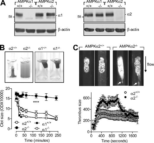 Figure 4. Role of AMPKα2 in clot retraction and thrombus stability. (A) Expression of AMPKα subunits in murine platelets from wild-type (α1+/+, α2+/+), AMPKα1−/−, and AMPKα2−/− mice, including (B) thrombin-induced clot retraction in platelet-rich plasma from the same animals. (C) Representative images and summary of FeCl3-induced thrombus formation in carotid arteries from AMPKα2+/+ and AMPKα2−/− mice. The arrows indicate emboli detaching from the thrombus. The graphs summarize data for 8 animals from each group; ###P < .001 vs AMPKα2+/+.