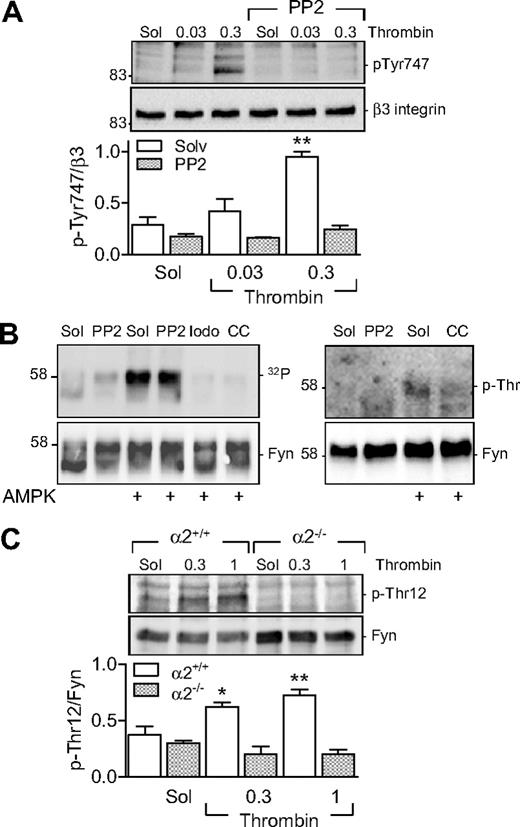 Figure 6. Role of AMPKα2 in the threonine phosphorylation of Fyn. (A) Effect of SKF inhibition (PP2, 30nM) on the thrombin-induced phosphorylation (p-Tyr747) of β3 integrin in washed human platelets. (B) In vitro kinase assays showing 32P incorporation into Fyn (left panel) and its threonine phosphorylation (p-Thr; right panel) in the presence of AMPK. Experiments were performed in the absence and presence of PP2 iodotubercidin (Iodo) and compound C (CC). (C) Thrombin-induced phosphorylation of Fyn on Thr12 in platelets from AMPKα2+/+ and α2−/− mice. The bar graphs summarize data from 6 different experiments; *P < .05 and **P < .01 vs solvent (Sol)-treated platelets in the absence of thrombin.