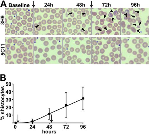 Figure 4. Peripheral blood smears indicate thrombocytopenia, schistocytes, and reticulocytes in baboons with functional inhibition of ADAMTS13. (A) Peripheral blood smears from a representative animal from each group are shown. Blood was taken and prepared at the moments indicated above the panel. A decrease in platelet numbers as well as the gradual appearance of schistocytes (▴) and reticulocytes (■) is seen in smears from subject but not control animals. Preparation and staining were automated and according to the May-Grunwald-Giemsa protocol. Original magnification (all panels) ×400. (B) Red blood cells were counted manually and blindly in peripheral blood smears from all subject animals (n = 6).The mean percentage ± SD of schistocytes is plotted as a function of time. (A-B) Arrows indicate time points of mAb injection.