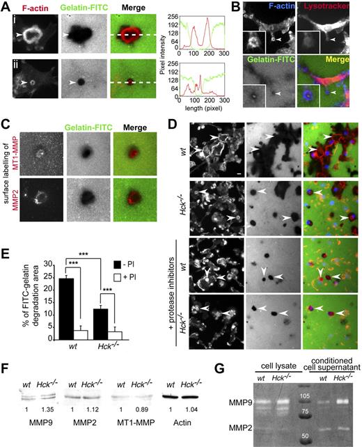 Figure 5. Podosome rosette–associated ECM degradation is a protease-dependent process altered in Hck−/− BMDMs. (A) Podosome rosettes exhibit ECM degradation activity. BMDMs were seeded on FITC-coupled gelatin-coated coverslips. After 24 hours, cells were fixed and stained for F-actin and microscopically examined. Large degradation area is formed underneath large podosome rosettes (i). In contrast, small degradation area is observed underneath small podosome rosettes (ii). Measurements of fluorescent intensities along the white dashed line depicted in subpanels i and ii in the merged image shows increase of intensities of F-actin (red line) correlating with loss of fluorescent intensity of the gelatin (green line). (B) Podosome rosette is a site for LysoTracker accumulation. (C) MT1-MMP and MMP2 localize at sites of gelatin-FITC degradation. BMDMs were subjected to cell surface labeling with MT1-MMP and MMP2 antibodies. (D-E) BMDMs were seeded on FITC-coupled gelatin-coated coverslips and incubated overnight in the presence or absence of a protease inhibitor cocktail, then fixed and stained for F-actin and nuclei and microscopically examined for quantification. (D top 2 panels) wt BMDMs form large podosome rosettes associated with large areas of gelatin-FITC degradation (arrowheads). Hck−/− BMDMs form small podosome rosettes and degrade small gelatin areas (arrowheads). (Bottom 2 panels) The same experiments performed in the presence of protease inhibitors (PI), which significantly block matrix degradation (scale bar represents 10 μm; magnification ×40). (E) Quantification of FITC-coupled gelatin degradation by BMDMs in the presence and in the absence of protease inhibitors. The percentage of degradation corresponds to the number of pixels of degradation for 100 pixels of cell surface. Results are expressed as mean ± SEM (n = 8) of FITC-gelatin degradation areas. (F) wt and Hck−/− BMDMs express similar levels of MMP2, MMP9, and MT1-MMP. Immunoblot analysis performed on BMDM cell lysates for MMP9 (92 kDa), MMP2 (72 kDa), MT1-MMP (64 kDa), and actin (46 kDa). (G) Hck−/− BMDMs are not defective in MMP9 and MMP2 activity and release. Gelatin zymograph of BMDM cell lysates or conditioned media collected from cells adhering on fibronectin.