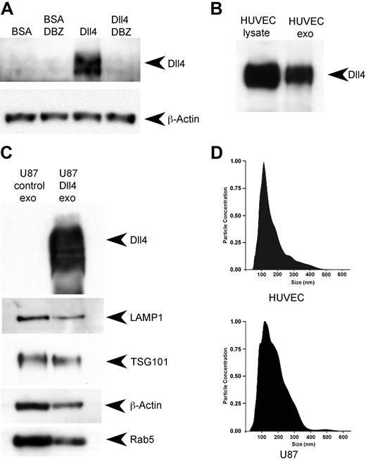 Figure 1. Dll4 is incorporated into exosomes. (A) HUVECs were seeded onto 6-well plates at 3 × 105/well with or without the presence of 10nM dibenzazepine (DBZ). The plates had been coated previously with either bovine serum albumin (BSA; 1 μg/mL) or recombinant hDll4 (1 μg/mL) to induce Notch signaling. The cells were lysed after 24 hours and subjected to Western blotting to detect Dll4 or β-actin as a loading control. (B) HUVECs were grown on recombinant hDll4–coated plates for 48 hours in exosome-depleted EGM2. The medium was harvested, and the cells were lysed in radioimmunoprecipitation assay buffer. The medium was ultracentrifuged to isolate the exosomes (exo), then the fractions were analyzed by Western blotting to detect Dll4. (C) U87 Dll4 and U87 control cells were grown for 48 hours in Opti-Mem before harvesting of the media and cell lysis. The exosomes were harvested by ultracentrifugation and subjected to Western blotting to detect Dll4 and exosomal markers. (D) Exosome size was analyzed with a NanoSight LM10; vertical axis units 1 × 107 particles/mL per nanometer.