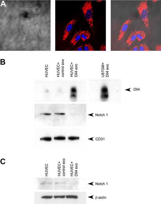 Figure 5. Dll4-containing exosomes transfer Dll4 to the membrane, reduce Notch1 receptor levels, and are endocytosed. (A) Dll4-containing exosomes were labeled with a red fluorescent dye (PKH67) as described in “Methods.” HUVECs were incubated with Dll4-containing exosomes (50 μg/mL) for 16 hours before images were acquired with a Zeiss LSM 510 confocal microscope at 63× magnification. Images shown are a midsection slice through the cells showing intracellular localization of the exosomes and exclusion from the nucleus. Phase-contrast image and merged image show that fluorescence did not occur at the membrane. (B) HUVECs or U87GM cells were seeded at a density of 3 × 106 cells/150 cm2 dish. Each dish was incubated for 24 hours with control exosomes (50 μg/mL) or Dll4-containing exosomes (50 μg/mL) before the cell-surface proteins were biotinylated and purified as described in “Methods.” The purified proteins were subjected to Western blotting to detect Dll4 or Notch 1 at the cell membrane, with CD31 probed as a loading control. (C) The same experiment was repeated, except the cells were lysed to isolate total protein. The lysates were subjected to Western blotting to detect total Notch1, with β-actin used as a loading control. Exo indicates exosomes.
