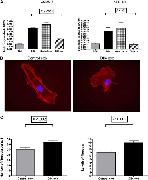 Figure 7. Dll4-containing exosomes reduce the level of stalk cell markers and confer a tip cell phenotype. (A) HUVECs were plated onto bovine serum albumin (BSA) or Dll4-coated 6-well plates at a density of 3 × 105/well in the presence of either control exosomes (50 μg/mL) or Dll4-containing exosomes (50 μg/mL). After 24 hours, the cells were extracted in TRI reagent to isolate the RNA. Quantitative polymerase chain reaction protocol was performed to examine the stalk cell markers Jagged-1 and vascular endothelial growth factor receptor-1 (VEGFR1). Samples were analyzed in triplicate. One-way analysis of variance with a Tukey multiple-comparison post hoc test was performed with GraphPad Prism 4.0b software. Exo indicates exosomes. (B) HUVECs were incubated with 3 different batches of control or Dll4-containing exosomes for 24 hours before staining with tetramethylrhodamine B isothiocyanate–phalloidin to visualize the filopodia. (C) The filopodia were counted on 40 cells from each condition, and the length of the longest 3 filopodia on each cell was assessed with ImageJ. Images were taken on a Zeiss Axioskop 2 microscope at 63× magnification. Data were analyzed by t test with GraphPad Prism 4.0b software and are shown as mean with SD.