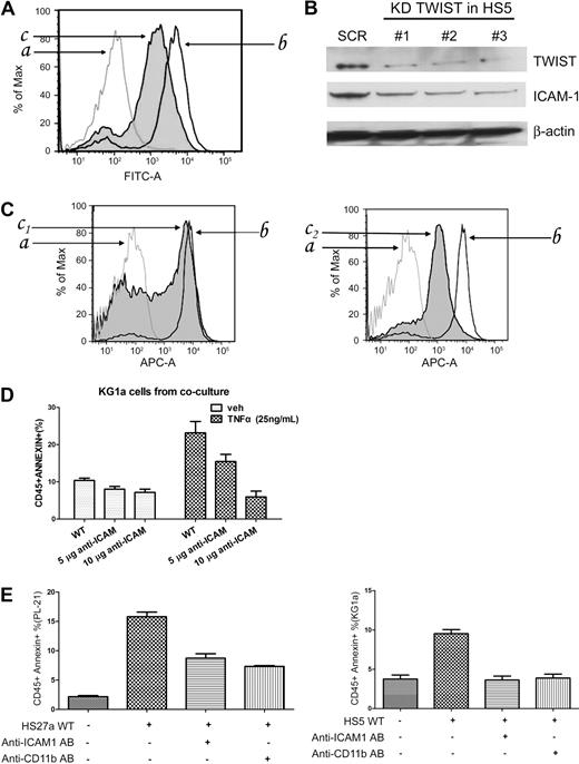 Figure 6. Inhibition of TWIST and ICAM1 (CD54) expression in HS5 cells. (A) FACS analysis of ICAM1 expression in HS5 cells transfected with scrambled siRNA (SCR) or TWIST-specific siRNA (KD TWIST). The cells were stained with FITC conjugated anti–human CD54 antibody (AB) for 30 minutes (a indicates isotype control; b, HS5 transfected with scrambled siRNA sequences; c, HS5 transfected with TWIST-specific siRNA.) (B) Western blot of TWIST and ICAM1 proteins in HS5 cells transfected with scrambled siRNA (SCR) or with 1 of 3 TWIST-specific siRNAs (KD TWIST in HS5). β-Actin served as loading control. (C) IACM1 expression in primary MDS stroma cells; a indicates normal bone marrow stroma labeled with isotype control antibody; b, normal bone marrow stroma labeled with CD54+-allophycocyanin flow antibody; c1, patients with RA MDS; c2, patients with RAEB-2 MDS. (D) Early stage apoptosis (annexin V+/propidium iodide−) in KG1a cells in control cultures containing unmodified HS5 cells (WT) or HS5 cells pretreated with either 5 or 10 μg of anti-ICAM1 antibody. Cells were cultured in the absence or presence of TNFα (25 ng/mL). Apoptosis was determined by flow cytometry. Only CD45+ (KG1a) cells were considered. (E) Early-stage apoptosis in PL-21 and KG1a cells cultured with either unmodified stroma or stroma pretreated with anti-IACM1 antibody, and apoptosis in PL-21 or KG1a cells treated with anti-CD11b antibody. Error bars indicate SEM.