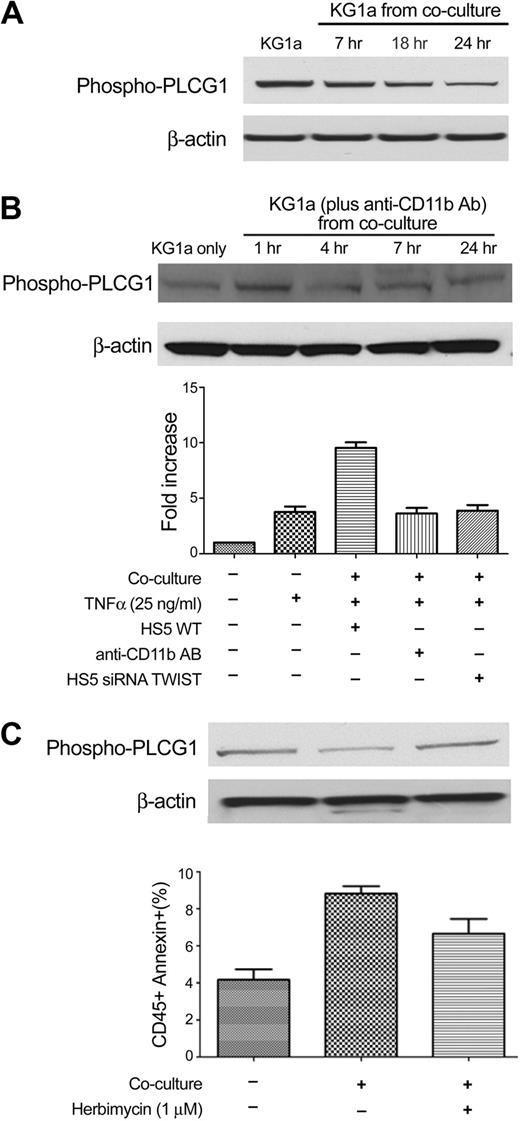 Figure 7. PLCG1 is involved in the coculture model. (A) PLCG1 expression in KG1a cells without stroma contact (KG1a) and after coculture with HS5 cells for 7 to 24 hours. (B) Western blotting of phospho-PLCG1 in KG1a cells before and after coculture with HS5 stroma treated with CD11b antibody for various time intervals (top). (Bottom) The fold-increase in apoptosis in KG1a cells treated under different conditions is shown. The anti-CD11b antibody (AB) used was P4H9. (C) Early apoptosis in KG1a cells cultured alone (KG1a only), unmodified KG1a cocultured with HS5 (KG1a from coculture), and KG1a pretreated with herbimycin (see “Methods”) before HS5 coculture. Error bars indicate SEM.