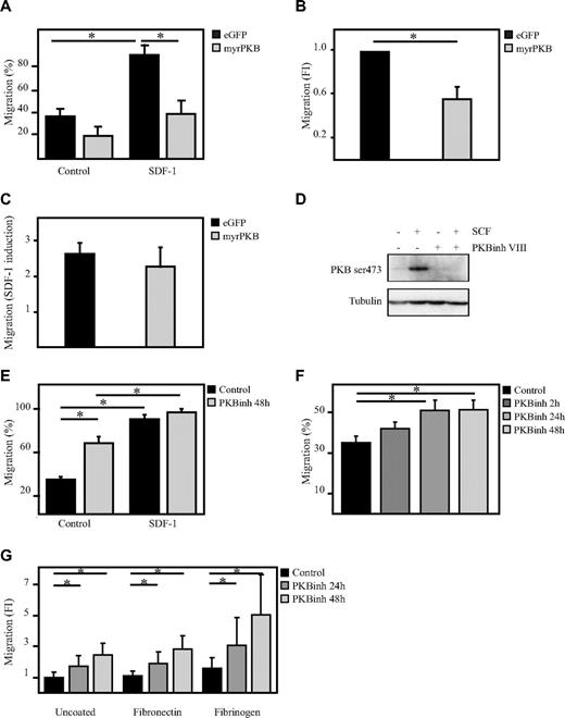 Figure 1. PKB inhibits migration of hematopoietic progenitors. CD34+ cells, cultured in presence of SCF and FLT-3L, were retrovirally transduced with myrPKB or eGFP alone. Three days after transduction, a transwell migration assay was performed. (A) The percentage of migrated cells was determined by flow cytometric analysis. Data were also depicted as fold induction compared with controls both in the (B) absence and (C) presence of SDF-1. (D) Hematopoietic progenitors were starved overnight in the absence of cytokines and in the presence of 0.5% FCS. Cells were left untreated (lanes 1 and 2) or incubated with 10μM PKB inhibitor VIII for 1 hour (lanes 3 and 4), before cells were stimulated with 0.5 μg/mL SCF for 15 minutes (lane 2 and 4). Protein lysates were made, and Western blot analysis was performed with an antibody against phosphorylated PKB and as a control for equal loading an antibody against tubulin. (E) Cells were cultured either in the absence or presence of the PKB inhibitor VIII for 48 hours, after which time a transwell migration assay was performed. Data were depicted as the percentage of migrated cells (n = 6). (F) Cells were cultured in the presence of the PKB inhibitor VIII for 2, 24, and 48 hours, after which time a transwell migration assay was performed. Data were depicted as the percentage of migrated cells. (G) Cells were cultured in the presence of the PKB inhibitor VIII for 24 and 48 hours, after which time a transwell migration assay was performed. The transwell inserts were preincubated for 1 hour with either fibronectin or fibrinogen. Data were depicted as the fold induction compared with untreated cells and uncoated inserts (n = 3). Error bars represent SEM. Samples significantly different (P < .05) are indicated with horizontal lines and asterisks.