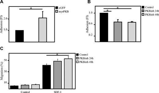 Figure 2. PKB induces adhesion of hematopoietic progenitors to bone marrow–derived stromal cells. (A) CD34+ cells, cultured in the presence of SCF and FLT-3L, were retrovirally transduced with myrPKB or eGFP alone. Four days after transduction, hematopoietic progenitors were plated on a confluent layer of bone marrow–derived stromal cells, and an adhesion assay was performed. The percentage of adherent cells was determined by flow cytometric analysis (n = 3). (B) CD34+ cells were cultured either in the absence or presence of the PKB inhibitor VIII for 24 or 48 hours, after which time hematopoietic progenitors were plated on a confluent layer of bone marrow–derived stromal cells, and an adhesion assay was performed (n = 3). The percentage of adherent cells was determined by flow cytometric analysis. (C) CD34+ cells were cultured either in the absence or presence of the PKB inhibitor VIII for 24 or 48 hours, after which time a transwell migration assay was performed. Human umbilical vein endothelial cells (HUVECs) were plated before the migration experiment on the transwell inserts to obtain a confluent layer of HUVECs. The percentage of migrated cells was determined by flow cytometric analysis (n = 6). Error bars represent SEM. Samples significantly different (P < .05) are indicated with horizontal lines and asterisks.