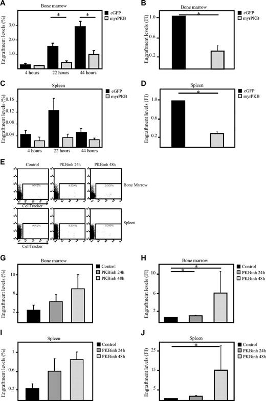 Figure 6. Inhibition of PKB induces homing of human hematopoietic progenitors in β2-microglobulin−/− NOD/SCID mice. CD34+ cells, cultured in the presence of SCF and FLT-3L, were transduced with empty vector alone or myrPKB. Three days after transduction, cells were injected into β2-microglobulin−/− NOD/SCID mice. Four, 22, and 44 hours after injection, mice were killed, and the percentages of eGFP+ cells migrated to the (A) bone marrow and (C) spleen were determined by flow cytometric analysis and flow count beads (n = 3). (B,D) Data obtained 22 hours after injection was also depicted as fold induction compared with controls (n = 5) (E,I) CD34+ cells were cultured in the absence or presence of the PKB inhibitor VIII for 24 and 48 hours, on which cells were stained with cell tracker and injected into β2-microglobulin−/− NOD/SCID mice. Twenty-two hours after injection, mice were killed, and the percentage of cell tracker–positive cells in the (E) bone marrow and spleen was determined by flow cytometric analysis and flow count beads (n = 5). (F,H) The percentage of injected cells migrated to the bone marrow and spleen was calculated. (G) Data were depicted as fold induction compared with cells cultured in absence of the PKB inhibitor. Error bars represent SEM. Samples significantly different are indicated with horizontal lines and asterisks.