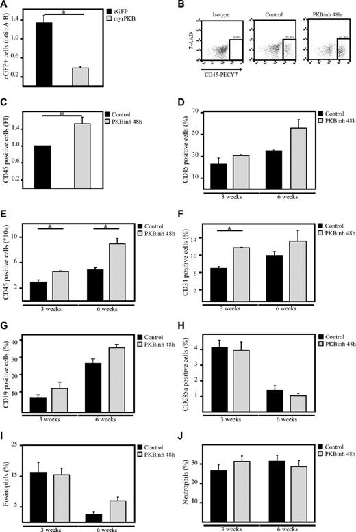 Figure 7. Inhibition of PKB improves engraftment levels in β2-microglobulin−/− NOD/SCID mice. (A) CD34+ cells, cultured in the presence of SCF and FLT-3L, were transduced with empty vector alone or myrPKB. One day after transduction, cells were injected into β2-microglobulin−/− NOD/SCID mice. Six weeks after injection, mice were killed, and the percentage of eGFP+ cells in the human CD45 population in the bone marrow was determined. Data were depicted as the ratio between the percentage of eGFP+ cells in the human population before and after migration. A indicates after; and B, before. (B) CD34+ cells were cultured in the absence or presence of the PKB inhibitor VIII for 48 hours, on which cells were injected into β2-microglobulin−/− NOD/SCID mice from 3 different cages (1, 2, and 3). For 3-week experiments, 348 000 cells were injected, whereas for the 6-week experiments 36 166 cells were injected. Six weeks after injection, mice were killed, and the percentage of human CD45+ cells in the bone marrow was determined by flow cytometric analysis. (C) Data were depicted as the fold induction of the percentage of human CD45+ cells in the bone marrow of mice that received a with cells pretreated with the PKB inhibitor compared with controls as a combination of results from mice killed 3 and 6 weeks after transplantation (n = 4). (D) Data were depicted as the percentage of human CD45+ cells in the bone marrow. (E) Flow count beads were used to calculate the absolute numbers of human cells in the bone marrow. (F-J) Magnetic separation was performed to separate the human CD45+ population from the mouse bone marrow. (F-H) Flow cytometric analysis was subsequently performed to determine the percentage of (F) CD34+, (G) CD19+, and (H) CD235a+ cells in the human population. (I-J) In addition, cytospins were made to determine the percentage of eosinophils and neutrophils in the human population. 7-AAD indicates 7-amino-actinomycin D. Error bars represent SEM. Samples significantly different (P < .05) are indicated with horizontal lines and asterisks.