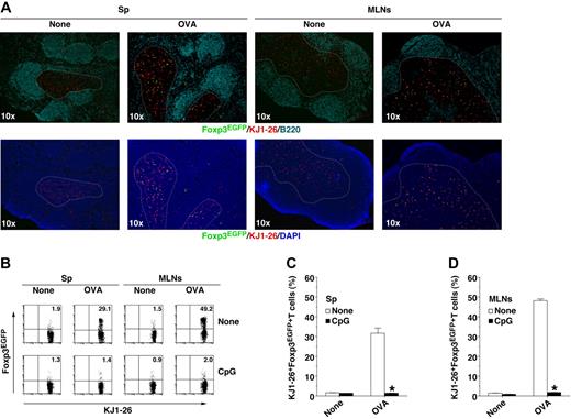 Figure 5. Antigen-specific de novo generation of CD4+Foxp3+ iTregs from CD4+Foxp3– T cells in Sp and MLNs during the induction of oral tolerance. (A-D) Sp KJ1-26+Foxp3EGFP− T cells were transferred into WT mice (5 per group) that had been treated with CpG ODN (B-D), and the animals were subsequently fed PBS (none) or OVA protein the day after the adoptive transfer. (A) Immunofluorescent microscopic analysis of horizontal sections, stained as indicated, from Sp or MLNs on day 11 after the adoptive transfer. Image acquisition information: BIOREVO BZ-9000 fluorescence microscope (KEYENCE); immunofluorescence, 10×, 10×/0.25 objective lenses; room temperature; no imaging medium; Alexa Fluor 488, R-phycoerythrin, Alexa Fluor 647, DAPI fluorochromes; BZ-II Analyzer acquisition software (KEYENCE); JPEG, Preview 3.0.9 (Apple Inc). (B-D) Expression of Foxp3EGFP among gated KJ1-26+ T cells in Sp (B-C) and MLNs (B,D) on day 11 after the adoptive transfer was analyzed by flow cytometry. Data are represented by a dot plot, and numbers represent the proportion of Foxp3EGFP+ cells among gated KJ1-26+ T cells in each quadrant (B) and are the percentage of positive cells (C-D). *P < .01 compared with untreated mice. Data are the mean ± SD, and the results are representative of 4 independent experiments.