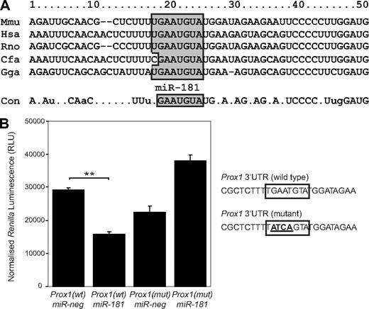 Figure 1. miR-181a binds to the Prox1 3′-UTR, resulting in transcript repression. (A) Cross-species sequence alignment of the proposed miR-181 binding site located in the 3′-UTR (nucleotides 1-50 after the stop codon shown) of the Prox1 transcript. The miR-181 binding site is boxed and shaded. Con indicates conserved residues (100% conservation across species). (B) Luciferase reporter assay illustrating that miR-181a binds to the 3′-UTR of Prox1, resulting in transcript repression and reduced luciferase expression in HeLa cells. miR-181a does not repress luciferase activity when coexpressed with a Prox1 mutant construct in which the miR-181a binding site is mutated: Prox1 3′-UTR (mutant; mutated residues highlighted in bold and underlined). Renilla luciferase signal is normalized to the internal firefly luciferase transfection control; n = 6. **P < .001. Data are mean ± SEM. P values were calculated using Student paired t test.