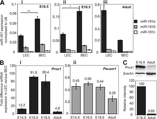 Figure 2. Expression of miR-181 isoforms in primary LECs and BECs. (A) Quantification of miR-181 isoforms assessed by real-time RT-PCR in primary LECs and BECs isolated from (i) dermis at E16.5, (ii) dermis at E18.5, and (iii) adult ears. **P < .005. *P < .03. (Ai-ii) Data are mean ± SEM of 3 independent cell isolations from pools of 7 to 13 embryos each. (Aiii) Data are mean ± SEM of technical replicates for one isolation from 4 adult females and are representative of 3 independent experiments. P values were calculated using Student paired t test. (B) Quantification, as assessed by real-time RT-PCR, of (i) relative Prox1 mRNA levels and (ii) Pecam1 mRNA levels in LECs and BECs at indicated developmental time points. Data represent the fold difference in expression in LECs over BECs ± SEM; n = 3. (C) Analysis of Prox1 protein levels relative to β-actin by Western blot in LECs isolated at E16.5 and adult stages. Relative intensity of Prox1 staining normalized to β-actin is shown.