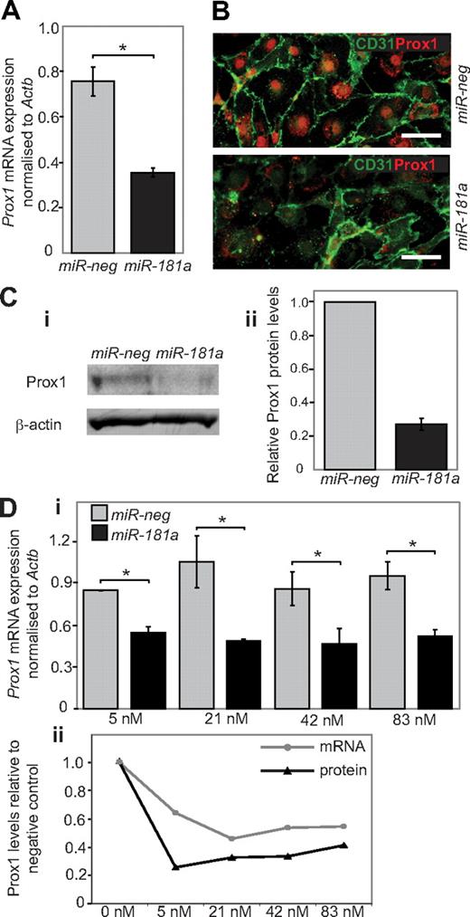 Figure 3. Ectopic miR-181a expression in primary LECs results in reduced Prox1 mRNA and protein levels. (A) Prox1 mRNA expression is substantially reduced in primary embryonic LECs after transfection of miR-181a, compared with transfection with a negative control (miR-neg) that has no established targets; n = 6. *P < .001. (B) Immunostaining of primary embryonic LECs transfected with control miR-neg (top panel) versus miR-181a (bottom panel), illustrating dramatic reduction in nuclear Prox1 as a result of miR-181 activity. CD31 (green) and Prox1 (red). Scale bar represents 100 μm. (Ci) Western blot illustrating that Prox1 protein is substantially reduced relative to β-actin in primary embryonic LECs after the introduction of miR-181a. (Cii) Quantification of reduction in Prox1 protein levels relative to β-actin levels in primary embryonic LECs after ectopic miR-181a expression, compared with miR-neg expression. Data are representative of 3 independent experiments. (Di) Dose-response analysis of Prox1 mRNA expression in primary embryonic LECs after transfection of increasing concentrations of miR-181a (black bars), compared with transfection with negative control miR-neg (gray bars). Significant reduction in Prox1 mRNA and protein levels is achieved at 5nM, the lowest level tested; n = 4. *P < .05. Data are mean ± SEM. P values were calculated using Student paired t test. (Dii) Prox1 mRNA and protein levels as assessed by Western blot are shown relative to the negative control.
