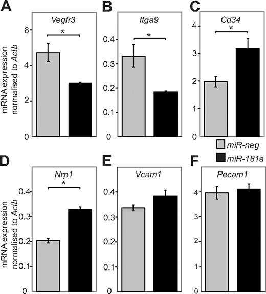 Figure 4. Increased miR-181a activity in primary LECs results in reversion of LEC phenotype to BEC. Expression of Vegfr3 (A), Itga9 (B), Cd34 (C), Nrp1 (D), Vcam1 (E), and Pecam1 (F) mRNA relative to Actb, as assessed by real-time RT-PCR in primary embryonic LECs transfected with a negative control miR-neg (gray bars) or miR-181a (black bars); n = 3. Vegfr3: *P < .015. Itga9: *P < .017. Cd34: *P < .025. Nrp1: *P < .001. Data are mean ± SEM and are representative of 3 independent experiments. P values were calculated using Student paired t test.