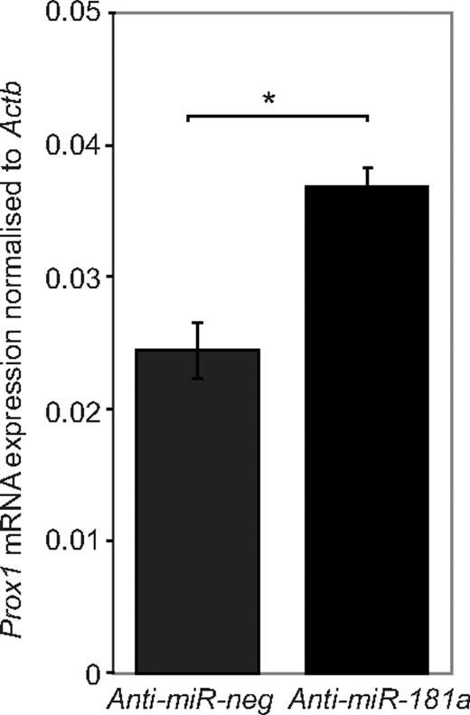 Figure 5. Knockdown of endogenous miR-181a expression in primary BECs results in increased Prox1 levels. Prox1 mRNA expression is increased in primary embryonic BECs after transfection with anti–miR-181a, compared with a negative control anti-miRNA that has no established targets; n = 6. *P < .001. Data are mean ± SEM and are representative of 2 independent experiments. P value was calculated using Student paired t test.