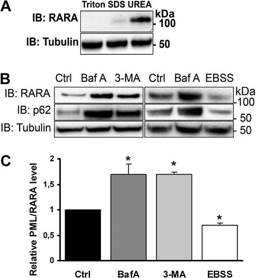 Figure 1. PML/RARA is degraded by autophagy. (A) Immunoblot (IB) showing optimal extraction efficiency of PML/RARA by a buffer containing UREA. NB4 cells were first solubilized in a lysis buffer containing Triton X-100. The pelleted material was further dissolved in either SDS containing or UREA containing buffers. (B) NB4 cells grown in nutrient-rich medium were treated or not with Baf A (100nM) for 12 hours or with 3-MA (10mM) for 4 hours, or cells were incubated in starvation media (EBSS) for 4 hours, followed by IB with anti-RARA, anti-p62, or anti-tubulin antibodies. The band corresponding to PML/RARA (110 kDa) is shown. The whole blot, including RARA (50 kDa), is shown in supplemental Figure 2. (C) Quantification of relative protein level from 3 independent experiments. Data are mean ± SEM. *P < .05, Student t test.