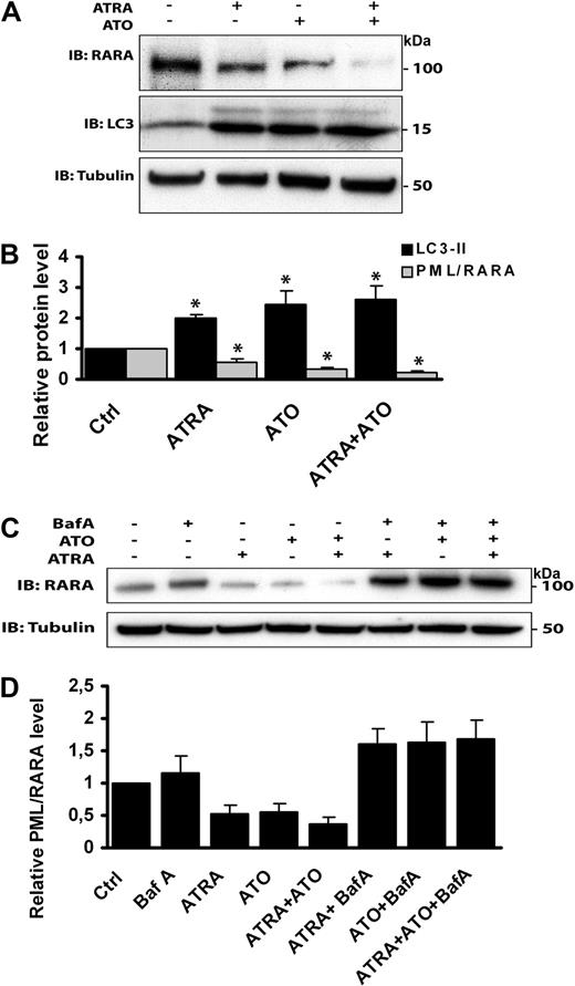 Figure 4. ATRA and ATO induce autophagy-dependent degradation of PML/RARA. (A) NB4 cells treated with ATRA (1μM) or ATO (1μM) alone or in combination for 24 hours were subjected to SDS-PAGE followed by immunoblotting with anti-RARA, anti-LC3, and antitubulin antibodies. (B) Quantification of the data shown in panel A. Relative protein levels are presented as mean ± SEM from 3 independent experiments. *P < .05, Student t test. (C) Western blot analysis of PML/RARA in NB4 cells treated with the drugs indicated. Incubation of cells in the presence of ATRA (1μM) or ATO (1μM) was performed for 24 hours. Baf A (100nM) was present during the last 12 hours of the incubation. (D) Quantification of the data shown in panel C. Relative PML/RARA protein levels are presented as mean ± SEM from 3 independent experiments.