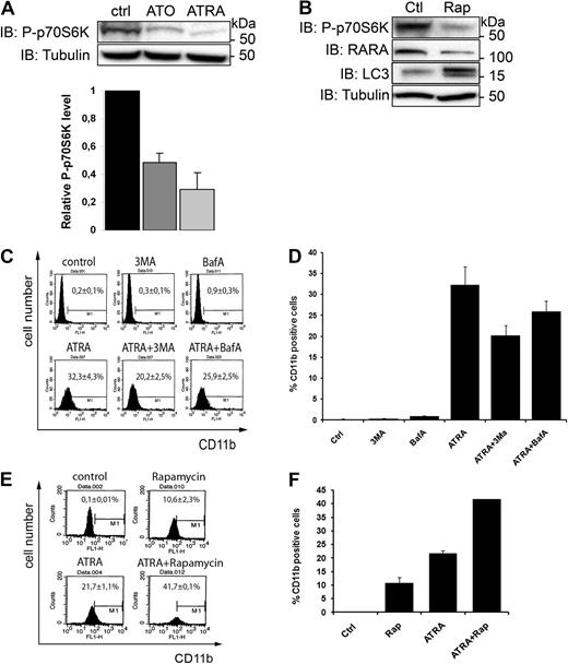 Figure 5. ATRA and ATO induce autophagy through the mTOR pathway. (A) Lysates from NB4 cells treated with or without ATO (1μM) or ATRA (1μM) were analyzed by IB by the use of antibodies against P-p70S6K. Tubulin was used as a loading control. Data from 3 independent experiments were quantified. Data are expressed as the mean ± SEM. (B) Rapamycin inhibits mTOR and induces autophagy and PML/RARA degradation. Lysates from control or rapamycin-treated (200nM for 4 hours) NB4 cells were examined by Western blotting by the use of anti-P-p70S6K, anti-RARA, anti-LC3, or anti-tubulin antibodies. (C-F) Measurement of CD11b by was performed with fluorescence-activated cell sorting. NB4 cells were incubated or not with ATRA (1μM) for 24 hours, then incubated for another 24 hours with 3MA (5mM) or BafA1 (50nM) (C-D) or rapamycin (100nM; E-F) in the presence or absence of ATRA. The cells were then incubated with FITC-conjugated anti-CD11b antibody and analyzed by flow cytometry. (C-D) Representative flow diagrams are shown. The graph represents mean of 4 independent experiments done in duplicate ± SEM. (E-F) Representative flow diagrams are shown. The graph represents mean of 2 independent experiments done in duplicates ± SEM.