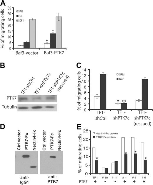 Figure 4. Role of PTK7 in cell migration. (A) Measurement of chemotaxis (Transwell system) of Baf3 cells expressing (Baf3-PTK7) or not (Baf3-vector) PTK7 in the presence of SFM, 20% FCS, or SDF-1. After 4 hours, the cell migration ratio was evaluated using a luminometric assay. Expression of PTK7 increases cell migration in both SFM and FCS conditions. Cell migration induced by SDF-1 was not statistically different between the 2 cell lines. (B) Down-regulation of PTK7 by 2 different shRNAs (ie, shPTK7a and shPTK7c) in TF1 cells stimulated with SCF (250 ng/mL). Protein extracts were revealed by anti-PTK7 or antitubulin antibodies. (C) Decreased expression of PTK7 impairs cell migration. Reexpression of a PTK7 mutant resistant to shPTK7c restores cell migration (B-C). (D) Production of a soluble recombinant PTK7-Fc protein that is recognized by anti-IgG1 and anti-PTK7 antibodies by Western blot. As a control, recombinant Nectin4-Fc is only recognized by anti-IgG1 antibody. (E) Measurement of cell migration of a PTK7+ cell line (TF1) and PTK7+ (+) or PTK7− (−) primary AML blasts isolated from patients. Cells were incubated in the presence of 5 μg/mL of soluble protein and stimulated by SCF as in panel B. Cell migration was measured in a Transwell system. Student t test was used for statistics; all P values < .05.