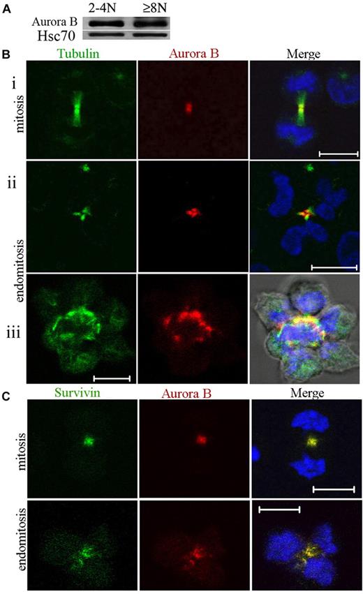 Figure 1. Aurora B kinase is expressed in polyploid MKs and localizes normally to the central spindle during endomitosis. (A) Study of Aurora B expression in CD41+ 2N to 4N and 8N or greater cells. The cells were sorted after incubation with Hoechst 33342 and CD41 staining. Western blot analysis showed that Aurora B protein was present in 2N to 4N and 8N or greater MK without marked differences between the 2 cell fractions. (Bi-iii) MKs were stained for tubulin (α and β, green), Aurora B (red), and DNA (blue). During telophase, the central spindle was highly concentrated, forming intercellular bridge (midbody). Aurora B was present in the midbody of the central spindle for dipolar mitosis (Bi) or endomitosis (8N, 4 poles) (Bii-iii). (Biii) For the high ploidy MK (16N, 8 poles), the merge image showed the staining for tubulin, Aurora B, DNA, and phase-contrast light. (C) During telophase Aurora B colocalized correctly with survivin to the central spindle of dipolar or multipolar endomitotic MKs as described in classic mitosis. Scale bars represent 10 μm.