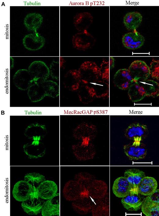 Figure 2. Aurora B kinase is active in telophase of endomitosis. (A) MKs were stained for tubulin (α and β, green), phospho-T232-Aurora B (red), and DNA (blue). Phosphorylated Aurora B was present in the midbody of dipolar mitotic cells. For multipolar endomitotic cells, phosphorylated Aurora B was essentially detected in late telophase midbody (arrowhead). (B) MKs were stained for tubulin (α and β, green), phospho-Ser387-MgcRacGAP (red), and DNA (blue). During telophase, phospho-Ser387-MgcRacGAP was strongly enriched in the midbody for dipolar mitosis. A similar labeling pattern was observed for multipolar endomitosis (arrowhead). Scale bars represent 10 μm.